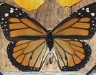 Multi Specimen Art  Framed Taxidermy Butterfly Real Insect Gift Shadowbox Lot