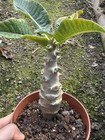 Pachypodium Baronii Var Windsorii Succulent Cactus Plant Home Garden Plant