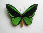 Rare Birdwing Butterfly     Ornithoptera Priamus Poseidon Pair M f  Unmounted