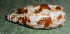 Rfm 84859 Large Conus Geographus Linne 1758 109 7mm F  Lapu-lapu  Cebu  Philippi