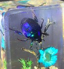 44mm Real Blue Japanese Scarab Fruit Beetle On Star Flower In Clear Lucite Resin
