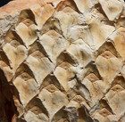 Rare Nice Carboniferous Scale Tree Species Lepidodendron Loricatum Fossil Plant