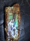 Stunning Baculite ammolite opalized very Rare iridescent fossil