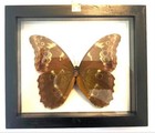 Real Butterfly Blue Morpho Didius In Black Frame Double Glass A  Grade