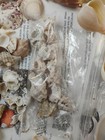 Big Lot - Small Medium Sea Shells Coral Decor Craft Jewlery Aquarium Ocean Beach