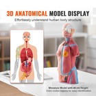 Vevor Anatomical Human Torso Body Model Anatomy Internal Organ 18  23 Parts