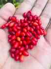 100  C o c a Seeds Tropical   Organic High Germinations Free Shipping 100 