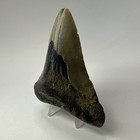 Megalodon Shark Tooth 4 70 Inch - Natural - Carolina Fossil - Authentic 20046