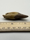 Basilosaurus Tooth Fossil Late Eocene 40 Mi Yrs Old Artiodactyl 2 25    Sc 217