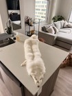 Tanned Genuine Fox Pelt  Extra Largeanimal Fur Hide  50 Inch 