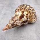 Caribbean Triton Seashell Charonia Tritonis  1 Shell Approx  9  Inches  