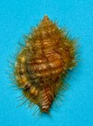 Monoplex Parthenopeus     Hairy Triton     73 7mm