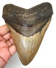 Megalodon Shark Tooth - Real Fossil Shark Teeth - 5 09    No Repairs Natural