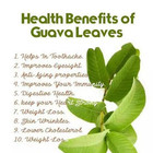 Organic Guava Leaf Tea From Sri Lanka   Pure Dried Leaves  non-gmo   50g To 2kg