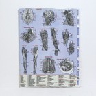 Human Circulatory   Nervous Systems  1969 Anatomy Chart No  2 Fits Notebooks