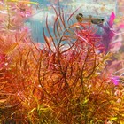 Ludwigia Arcuata Needle Live Aquarium Plants Freshwater Red Purple Easy