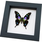 Real Framed Butterfly Purple Spotted Swallowtail Graphium Weiskei Classic Black
