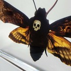 Death s Head Moth In Resin  Hawkmoth With Jeweled Skull  Acherontia Lachesis