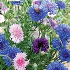 Bachelor Button Cornflower Mixed Seeds   Non-gmo   Heirloom   Fresh Garden Seeds