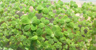 Dwarf Water Lettuce  pistia Stratiotes  - Minimum Order Is 15 Plants 