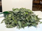 Dried Catnip Whole Leaf  Mixed Sizes  2 Oz Dry Weight  Premium  Fresh Dried