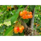 3 Ft  Rainier Cherry Tree With Blonde-yellow Sweet Fruit
