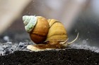 3 Japanese Trapdoor Snails  live Freshwater Aquarium Snails      Livebearing Snail