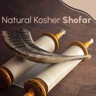 Nana Gifts Authentic Ram Horn Shofar From Israel  Clear 10 -12   Black brown 