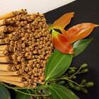 Pure Ceylon Cinnamon  In  Sri Lanka 