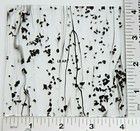 4 x 4  Mardi Gras Black Frit   Streamers On Bullseye 3mm Thick Glass 90 Coe