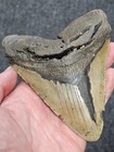 5 3 8   100  Authentic Fossil Megalodon Shark Tooth Teeth   free  20 Stand    