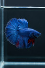 Premium Live Betta Fish Halfmoon Hm Blue Dragon High Quality     Usa Seller