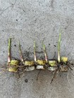 5pcs Rooted And Sprouted Sugarcane Plant Ready To Plant