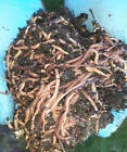     red Wiggler Compost Worms   Ready Now   Live   Free Shipping    