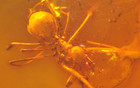Very Rare Assassin Pelican Spider In Baltic Amber Fossil Gemstone