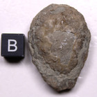 Holocystites Scutellatus Silurian Cystoid Fossil Indiana Massie Shale