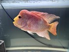 Gold Base Flowerhorn Male Live Fish 10-inc