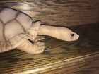 Hansa Turtle Plush Stuffed Animal Realistic Life-like Msrp  65 90