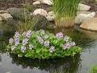 Floating Water Hyacinth lettuce Plant Protector 24  W -pond Island-koi Proof