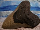 Megalodon Shark Tooth 5 15 16  Sharks Teeth Big Jaw Fossil  Megladon Serrated