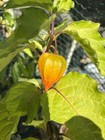 12 Chinese Lantern Physalis Alkekengi Fading Orange Dried Seed Pods 1 1 2x 1 75 