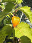 12 Chinese Lantern  physalis Alkekengi  Orange Large Dried Seed Pods 1 1 2  X 2 