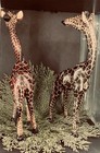 Giraffe Statue 2 Each