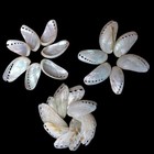 Pearl Abalone Shells Beach Shells For Crafts Art Decor Natural Sea Shell 20 Pcs
