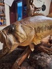 Real Skin Largemouth Bass Fish Mount Trophy Taxidermy 21  Inch Nice Stick  Base