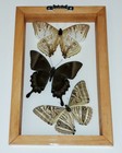 Real Framed Butterflies 3 Amazing Butterflies Mounted Double Glass Size 5 5x8 5 