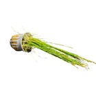 Dwarf Hairgrass  parvula  Aquarium Freshwater Live Plants