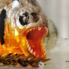 Creepy Piranha Fish Sea Urchin Paperweight Souvenir Lucite Cube Block Taxidermy