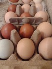 Organic Crushed Egg Shells Florida Garden Ceylon Brown Rainbow Eggs