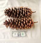 Lot Of 2 Golden Giant Sugar Pine Cones 14 